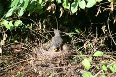 Amsel-9-Tag-10.jpg